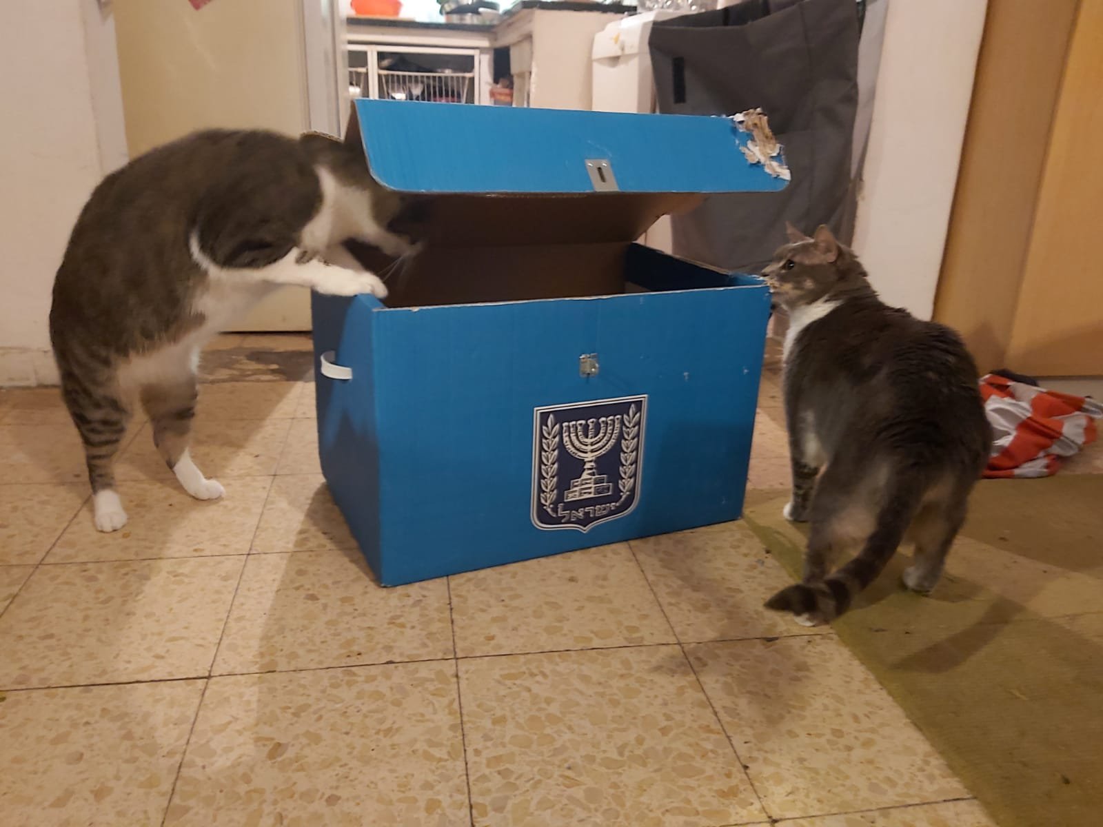 חתולי הבחירות של סייברסייבר 🖼️ עידוק